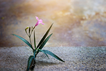 Wall Mural - Pink flower growing on crack street, soft focus, blank text