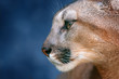 Beautiful puma portrait close up on blue background