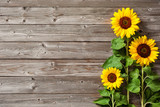 Fototapeta Do przedpokoju - sunflowers on wooden board