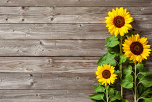 Sunflowers On Wooden Board