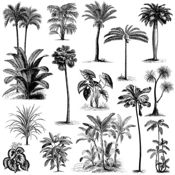 Wall Mural - Vintage hand drawn palm trees set 2