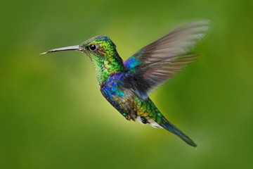 Wall Mural - Hummingbird Green-crowned Woodnymph, Thalurania fannyi, beautiful action fly scene with open wings, clear green background, Ecuador. Flying hummingbird in the nature. Bird from tropic forest.