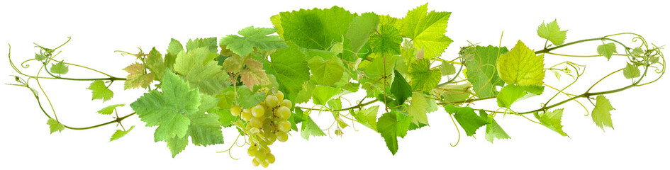 Canvas Print - grappe de raisin blanc et pampres de vigne, fond blanc 