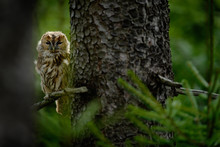 Tawny Owl Hidden In The Forest. Brown Owl Sitting On Tree Stump In The Dark Forest Habitat With Catch. Beautiful Animal In Nature. Bird In The Sweden Forest. Wildlife Scene From Dark Spruce Forest.