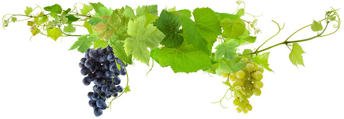 Canvas Print - grappes de raisins et pampres de vigne 