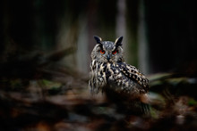 Owl In Dark Forest. Big Eurasian Eagle Owl, Bird Sitting On The Tree Stump With Green Moss In Dark Forest. Beautiful Rare Owl In The Nature Habitat. Animal From Mountain Forest, Sumava, Czech Republic