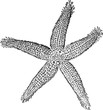 Vintage illustration starfish