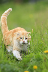 Wall Mural -  red cat with a funny face walking on the green grass