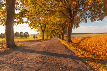 Beautiful romantic autumn alley colorful trees and sunlight