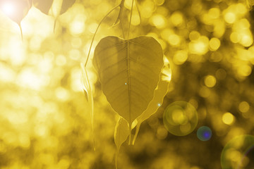 Buddha Green Leaf, Bodhi Tree leaf with sun bright.