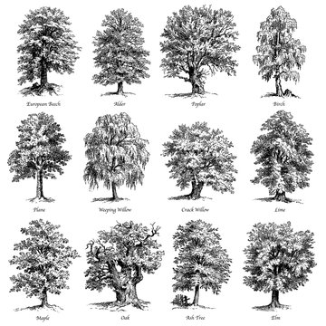 Wall Mural - Common trees vector illustrations set