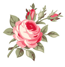 Pink Vintage Rose. Vector Flowers