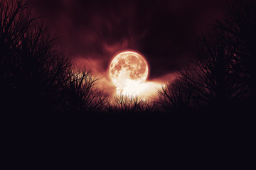 Wall Mural - Mystical Moon Night. Spooky Tree Silhouette