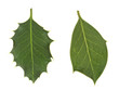 © Mushy - Diversity in nature. Holly leaves, prickly and smooth. Methylation.