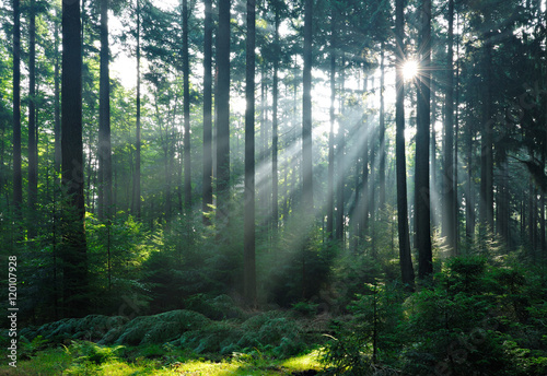 Natural Forest of Spruce Trees illuminated by Sunbeams through Fog, Eifel Mounta Obraz na płótnie