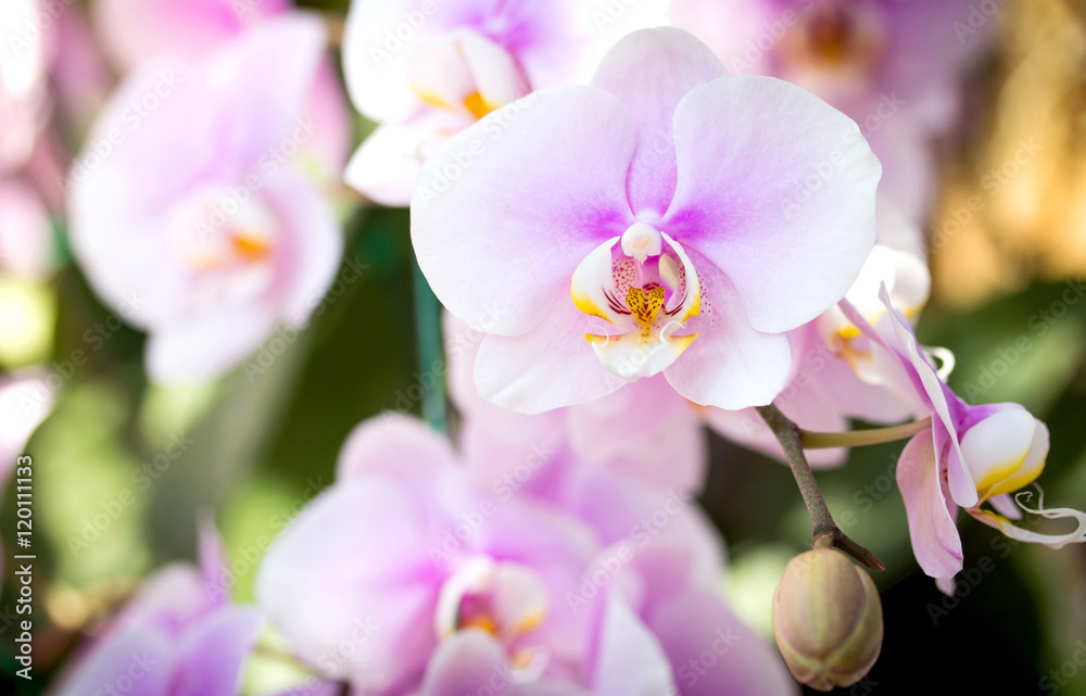 Purple phalaenopsis orchid flower - obrazy, fototapety, plakaty 