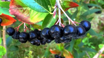 Wall Mural - Aronia Beeren, reife Beeren am Strauch