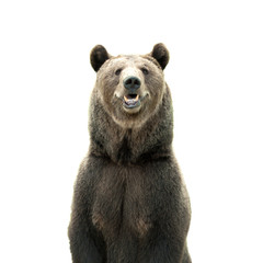 big brown bear isolated on white background