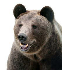 wild brown bear portrait.