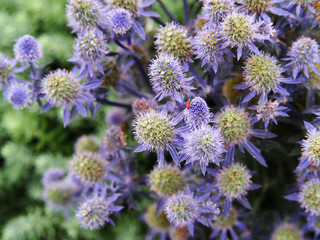 Wall Mural - Eryngium 'Tiny Jackpot' - eryngo, dwarf sea holly