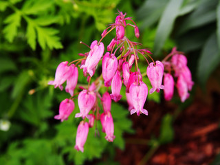 Wall Mural - Dicentra eximia (turkey-corn, fringed wild bleeding-heart)  