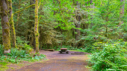 Picnic table in fairy green forest. Large trees were overgrown with moss. The sun's rays fall through the leaves. Iron Creek Campground trails, Mount St Helens - East Part