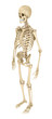 © Alex Mit - Human skeleton isolated , Medically accurate 3d illustration .