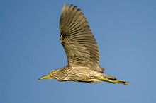 Immature Black-Crowned Night-Heron Flying In A Blue Sky