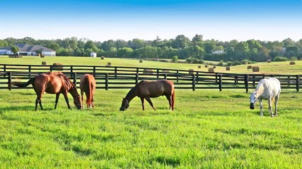 Wall Mural - Horses grazing on green pastures of horse farm. Country summer landscape. Two loving horses at horse farm.