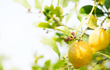 Lemons fruits in a  orchard