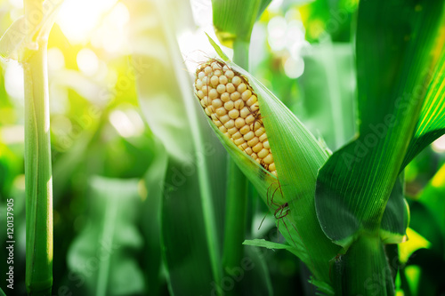 Cuadros en Lienzo Fresh cob of ripe corn on green field at sunset