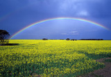 Fototapeta Tęcza - Rainbow over a canola crop near Hopetoun Western Australia..