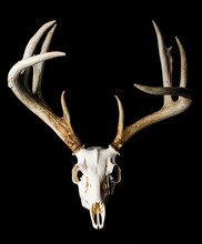 Close Up Of Deer Skull On Black Background Front View