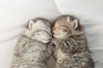 Poster - Cute tabby kittens sleeping and hugging