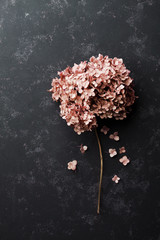 Dried flowers hydrangea on black vintage table top view. Flat lay styling.