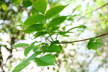 Wall Mural - Green foliage, closeup