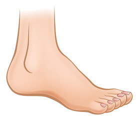 cartoon foot
