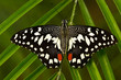Beautiful butterfly from Tanzania. Citrus swallowtail, Papilio demodocus, sitting on the green leaves. Insect in dark tropic forest. Butterfly from Africa. Orange butterfly in green vegetation.