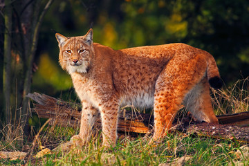 Wall Mural - wild cat in the forest. lynx in the nature forest habitat. eurasian lynx in the forest, birch and pi