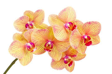 Branch of blossom Phalaenopsis orchid