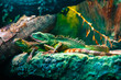 Colourful Asian water dragon (Physignathus cocincinus) - smok wodny
