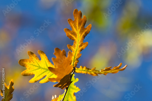 leaves oak  fall  blurred