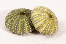 Sea Shells Of Green Sea Urchin On Sand