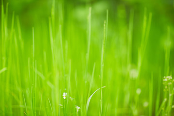 Wall Mural - green grass texture abstraction