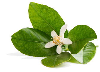 lemon flower on a branch