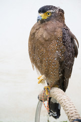 Wall Mural - crested serpent eagle ( spilornis cheela )