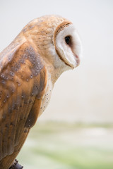 Wall Mural - common barn owl