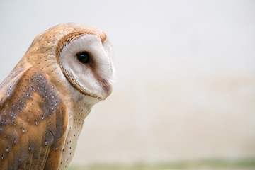 Wall Mural - common barn owl