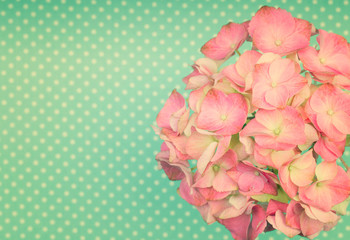 Pretty pink hortensia flower on a green vintage polka dot background