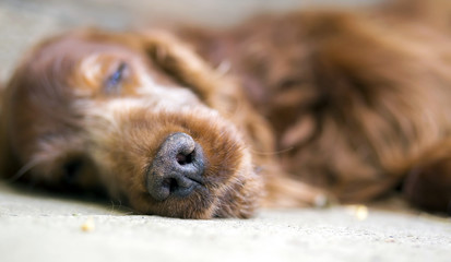 Wall Mural - Nose of sleeping Irish Setter dog